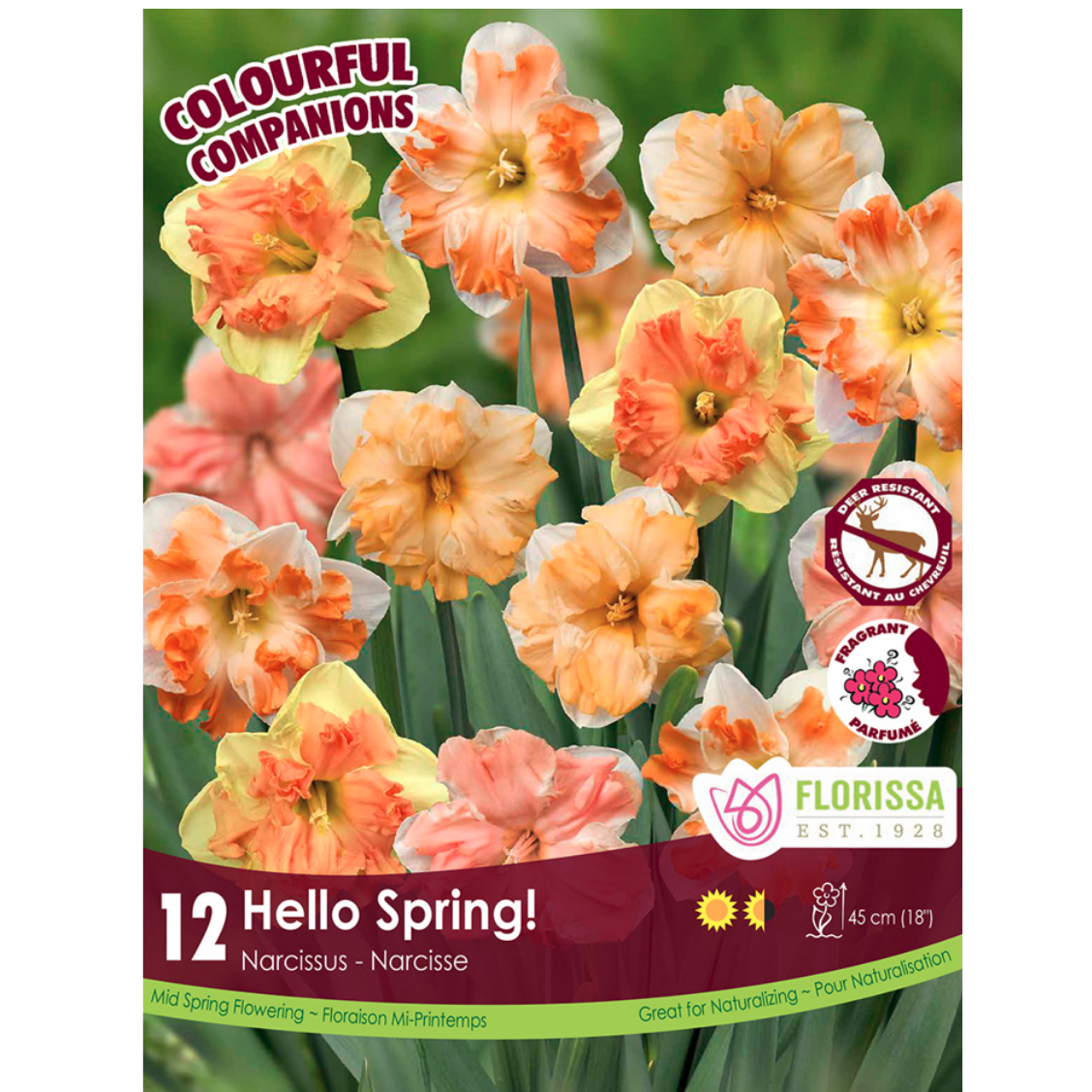 Colourful Companions Narcissus 'Hello Spring' 12/Pkg.