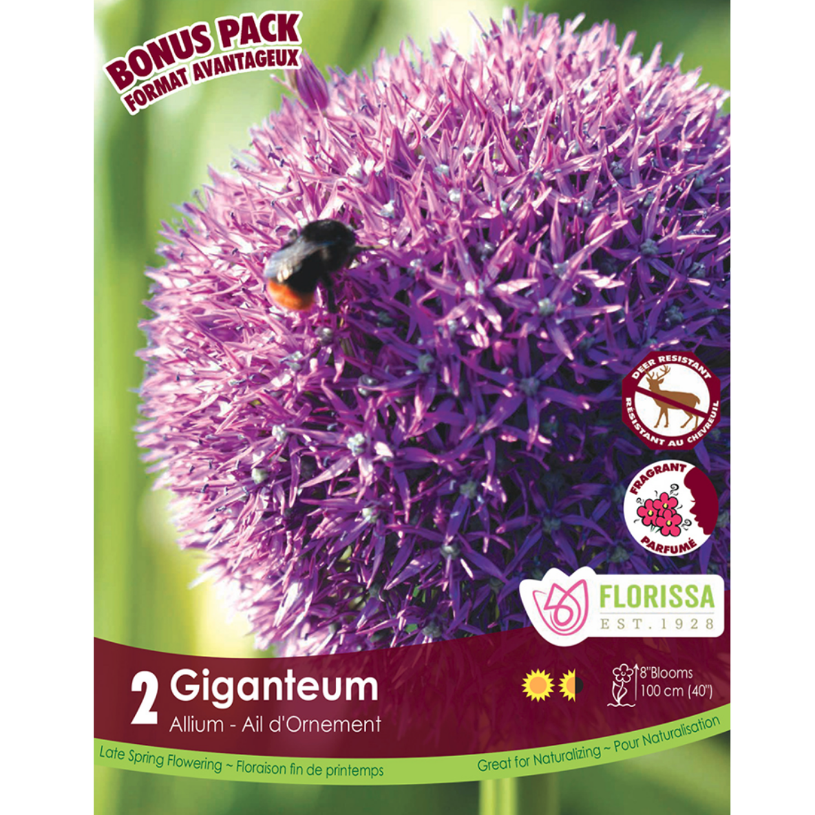 Allium 'Giganteum' Bulb (18+) 2/Pkg.