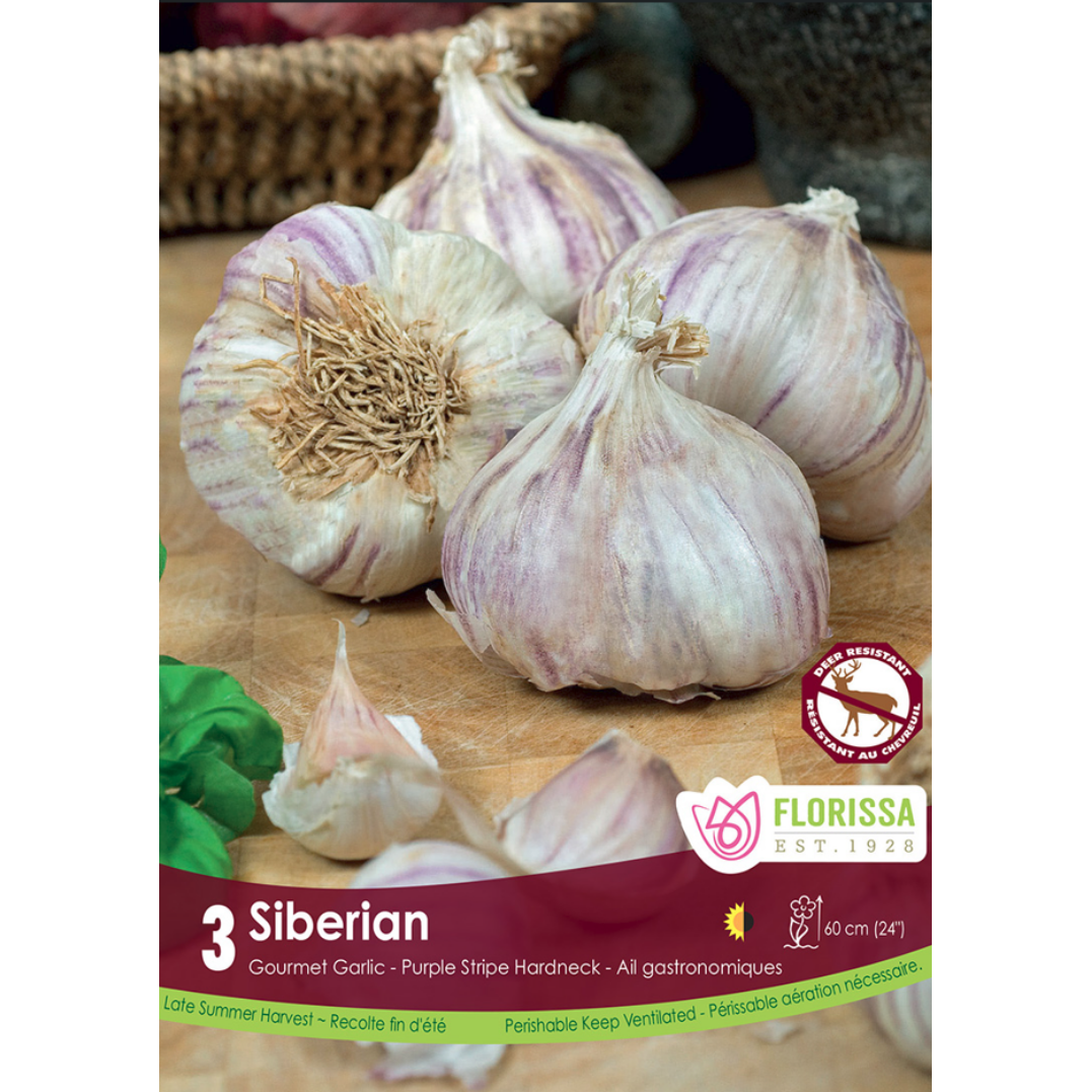 Garlic 'Siberian' 3/Pkg.