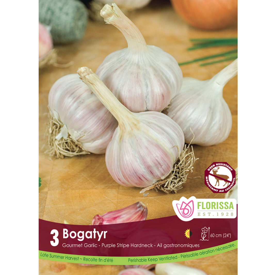 Garlic 'Bogatyr' Purple Stripe Hardneck 3/Pkg.