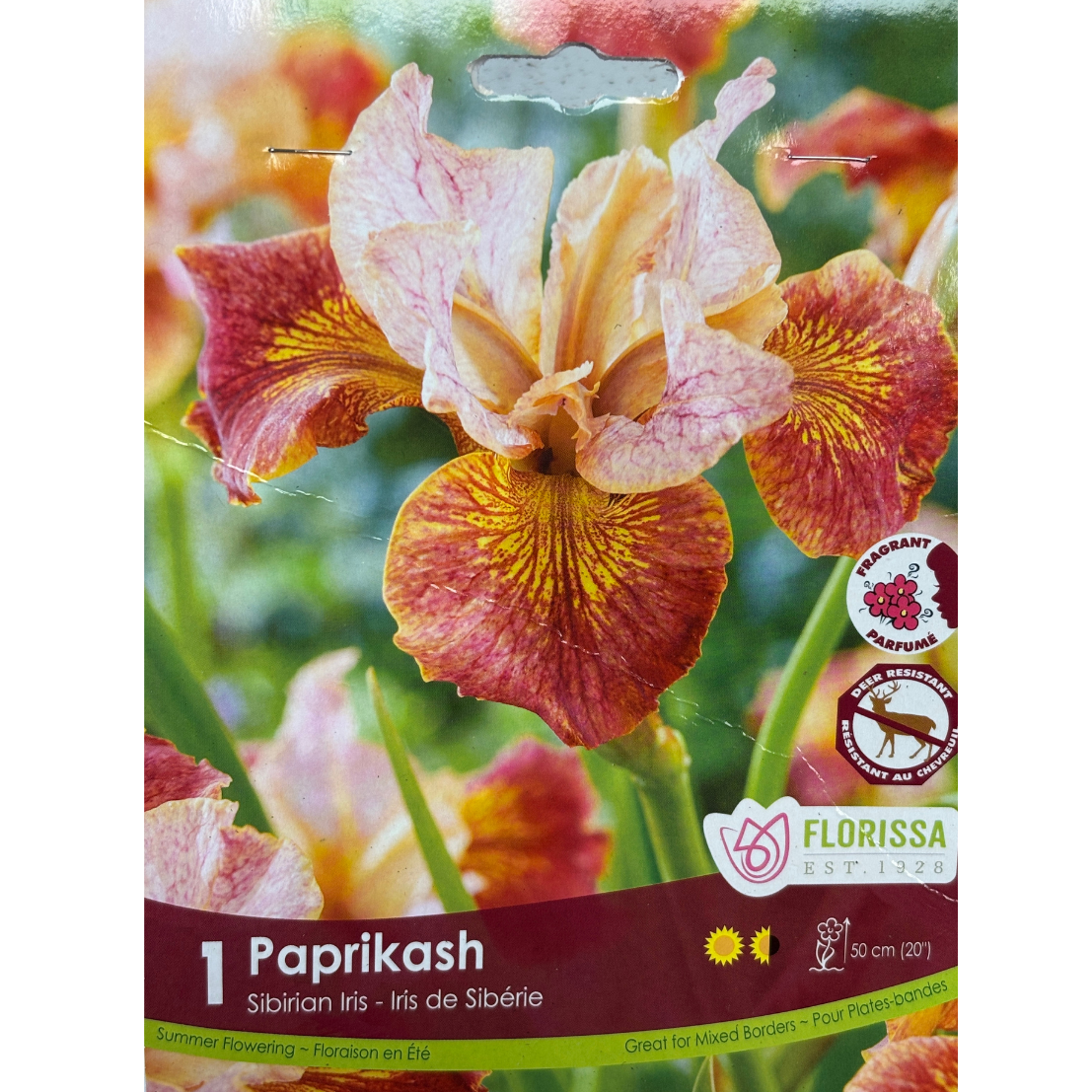 Bulbs Iris Sibirica Paprikash 1/Pkg.