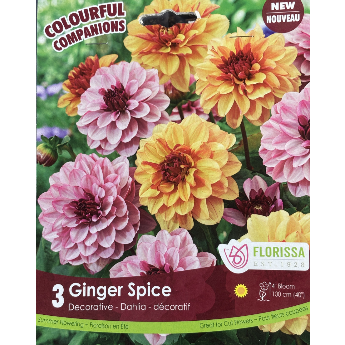Bulbs Colourful Companions Dahlia Ginger Spice 3/Pkg.