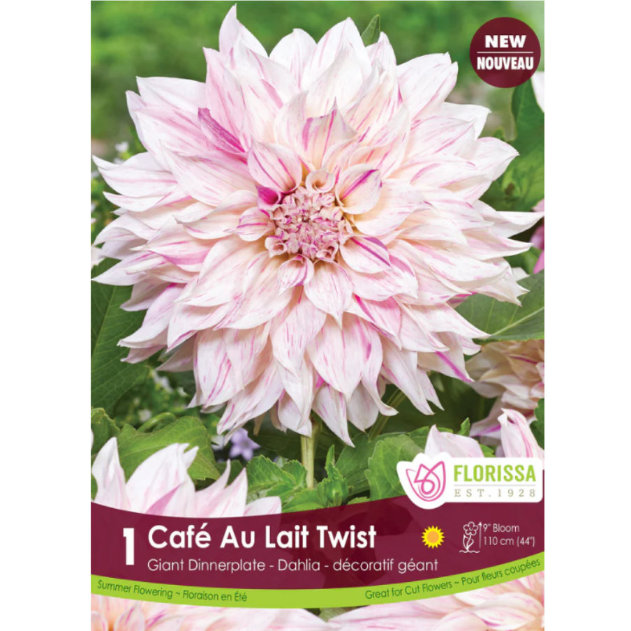 Bulbs Dahlia Dinnerplate Cafe au Lait Twist 1/Pkg.