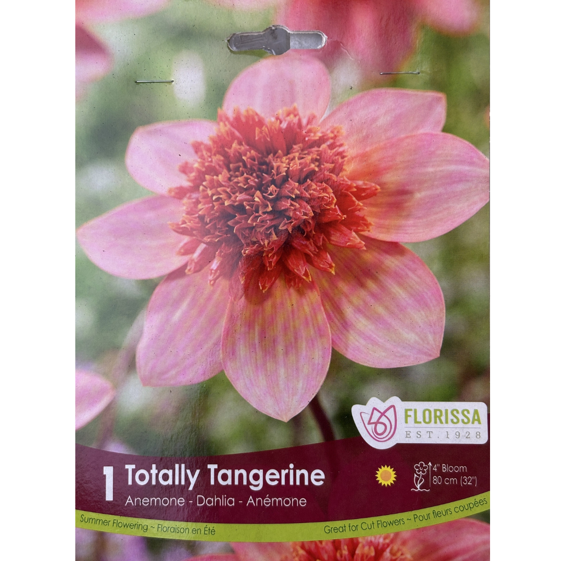 Bulbs Dahlia Anemone Totally Tangerine 1/Pkg.