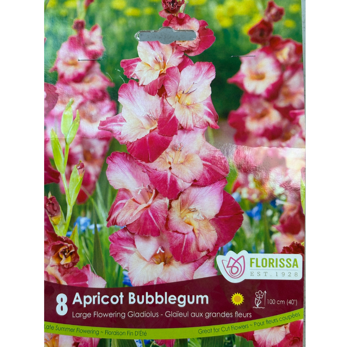 Bulbs Gladiolus Apricot Bubblegum 8/Pkg.