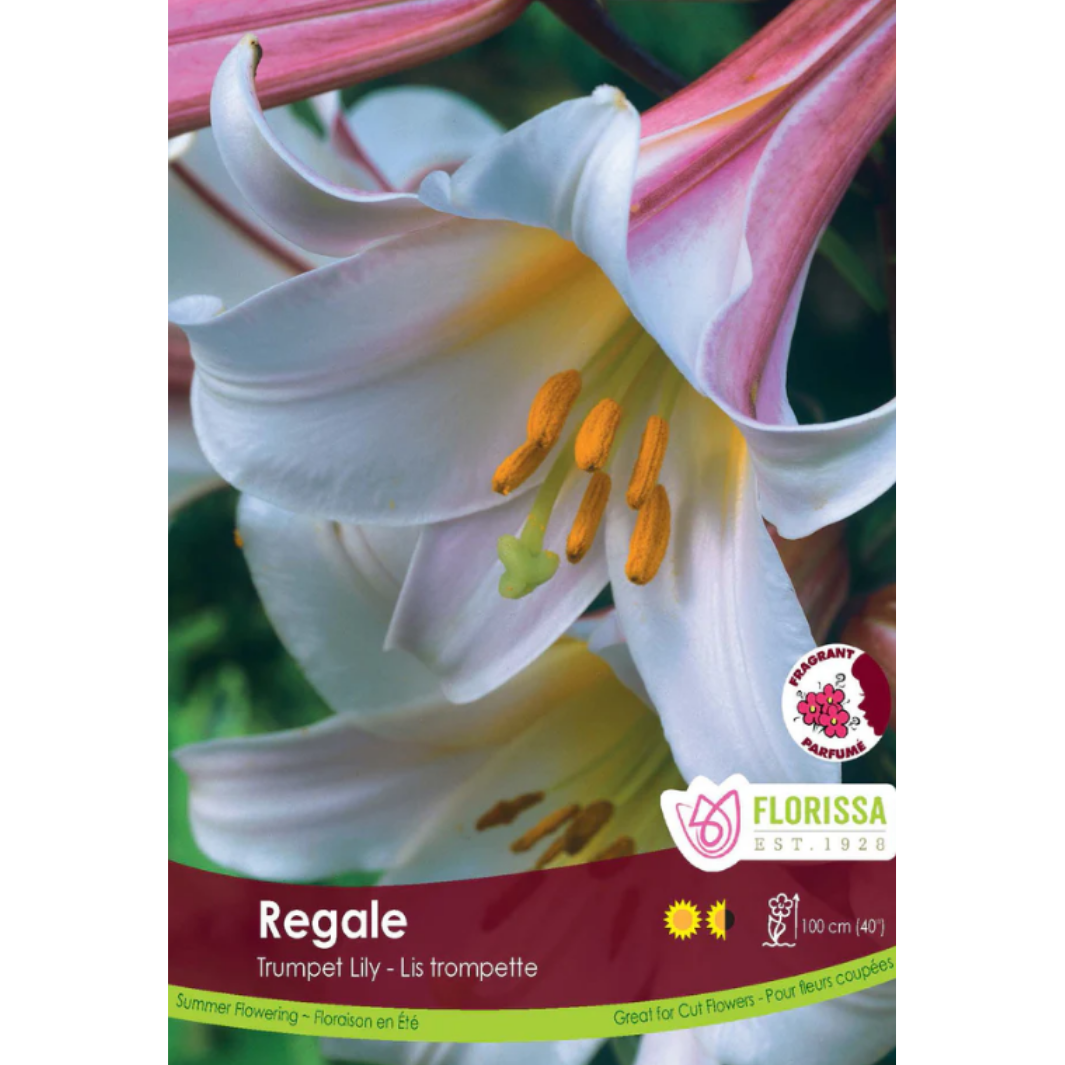 Bulbs Lily Trumpet Regale 1/Pkg.