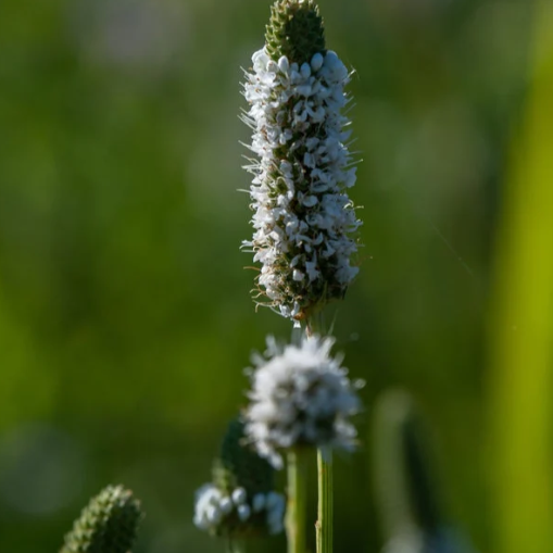 Northern Wildflowers Clover White Prairie