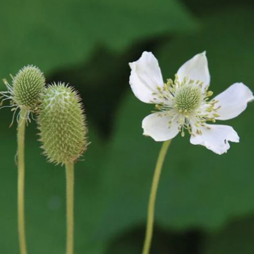 Northern Wildflowers Thimbleweed