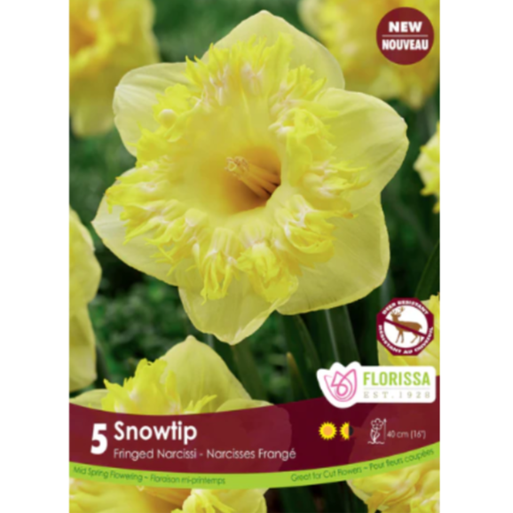 Narcissus 'Snowtip' Fringed 5/Pkg.