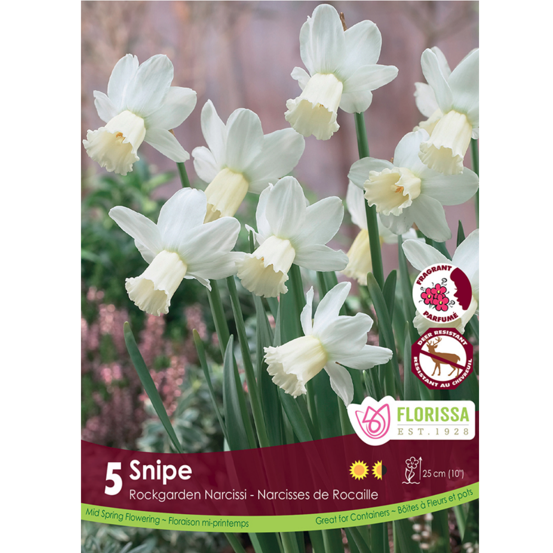 Narcissus 'Snipe' 5/Pkg.