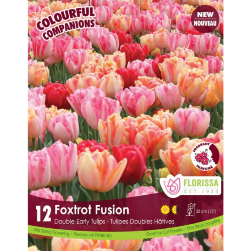 Colourful Companions Tulip 'Foxtrot Fusion' Double Early 12/Pkg.