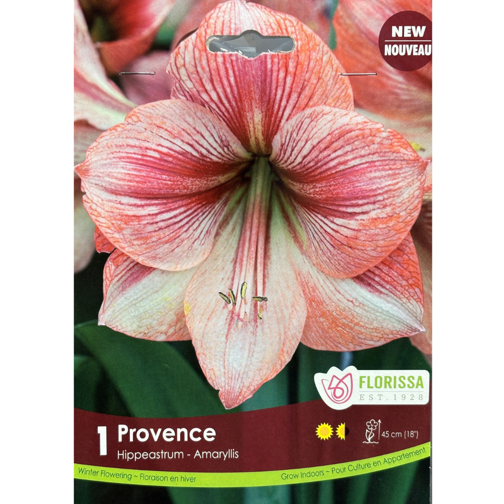 Amaryllis 'Provence' 1/Pkg.