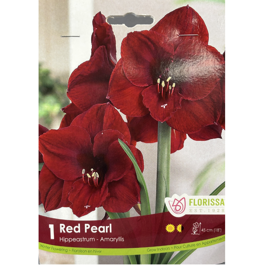 Amaryllis 'Red Pearl' 1/Pkg.