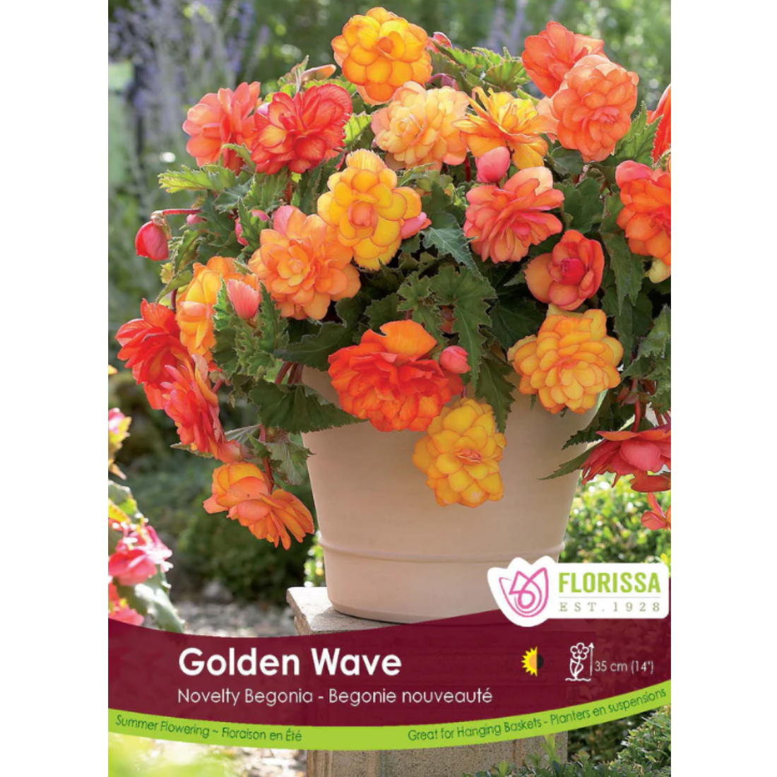 Bulbs Begonia Golden Wave 1/Pkg.