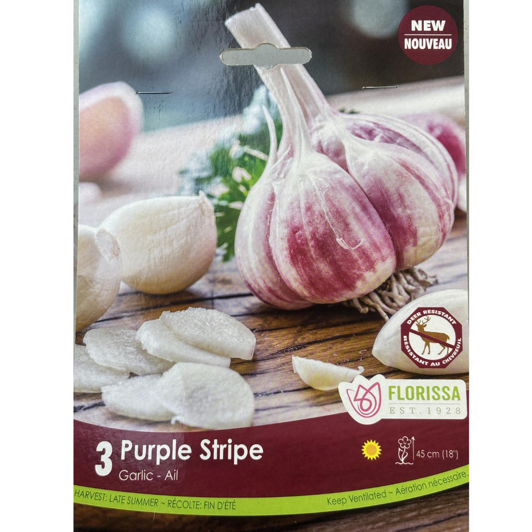 Bulbs Garlic Purple Stripe 3/Pkg.
