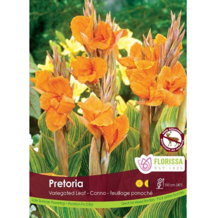 Bulbs Canna Var. Leaf Pretoria 1/Pkg.
