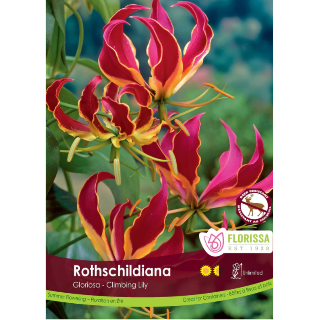 Bulbs Rothschildiana Glorosa 1/Pkg.