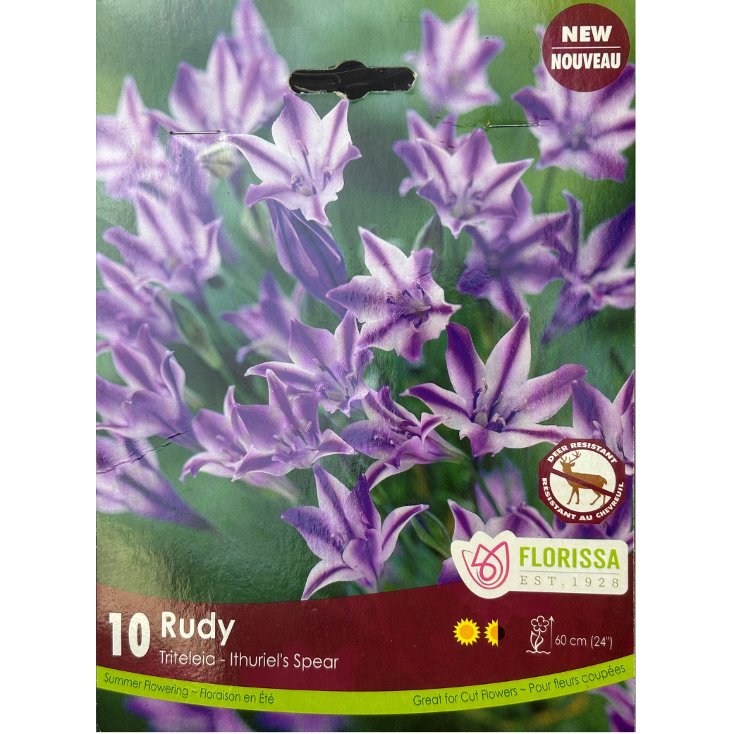Bulbs Triteleia 'Rudy' 10/Pkg.