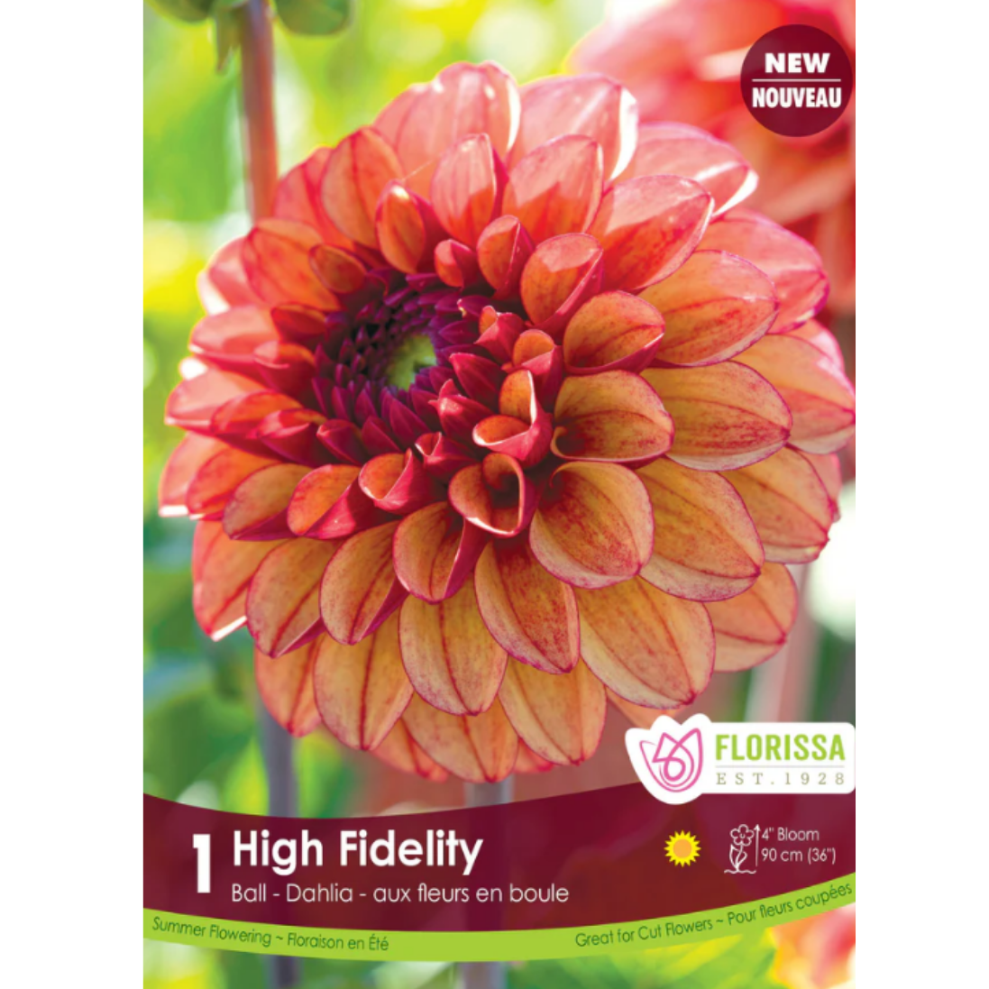 Bulbs Dahlia High Fidelity 1/Pkg.