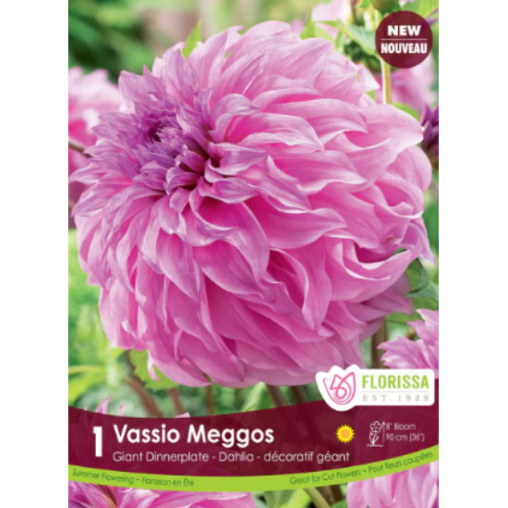 Bulbs Dahlia Dinnerplate Vassio Meggos 1/Pkg.
