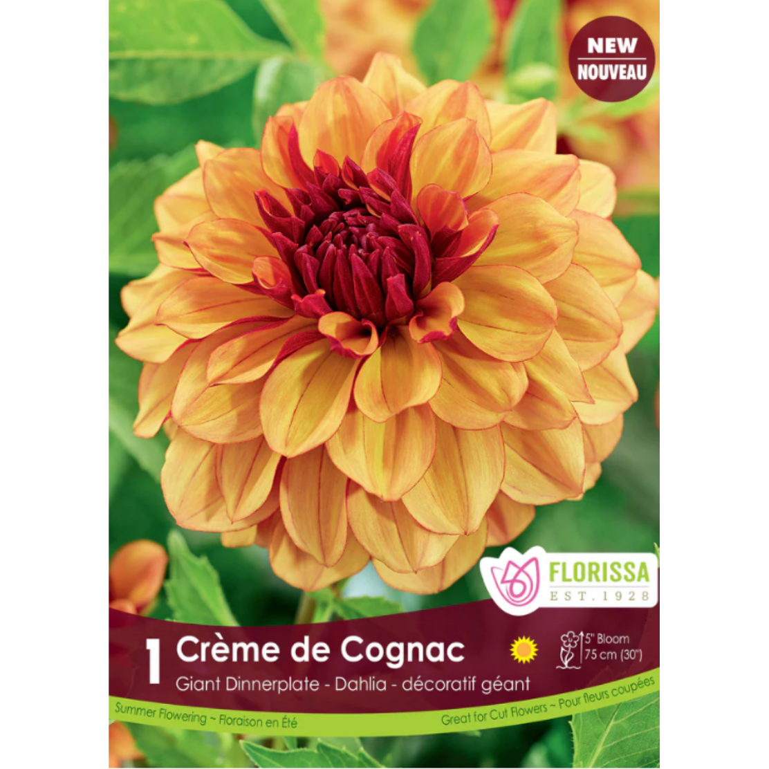Bulbs Dahlia Creme de Cognac Dinnerplate 1/Pkg.
