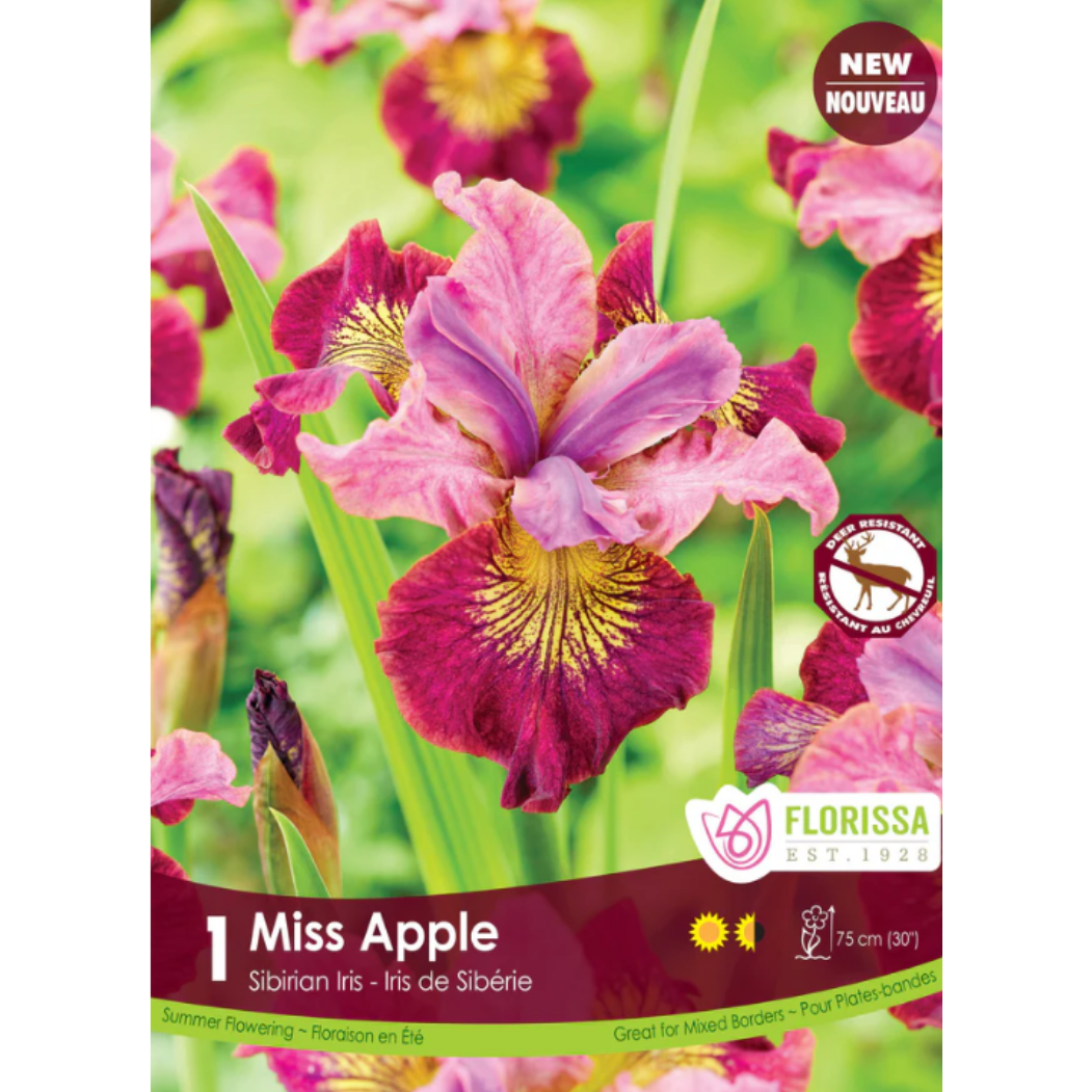 Bulbs Iris Miss Apple 1/Pkg.