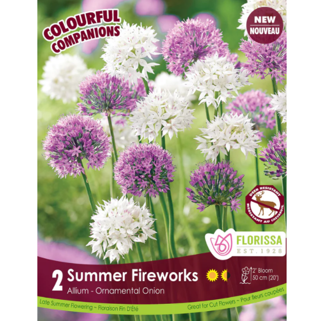 Bulbs Colourful Companions Allium Summer Fireworks 2/Pkg.
