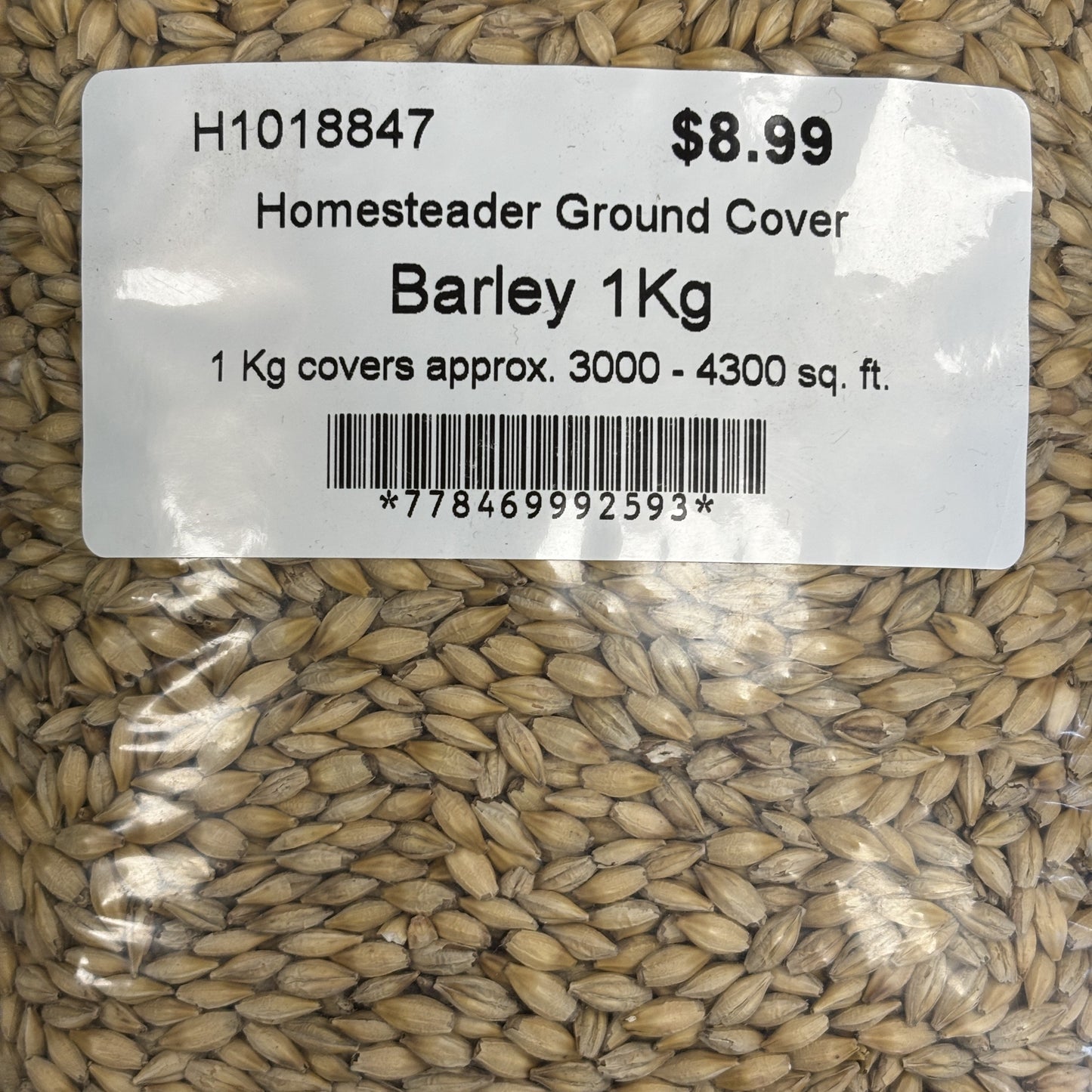 Cover Crop Barley Homesteader