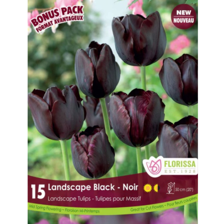 Tulip 'Landscape Black' 20/Pkg.