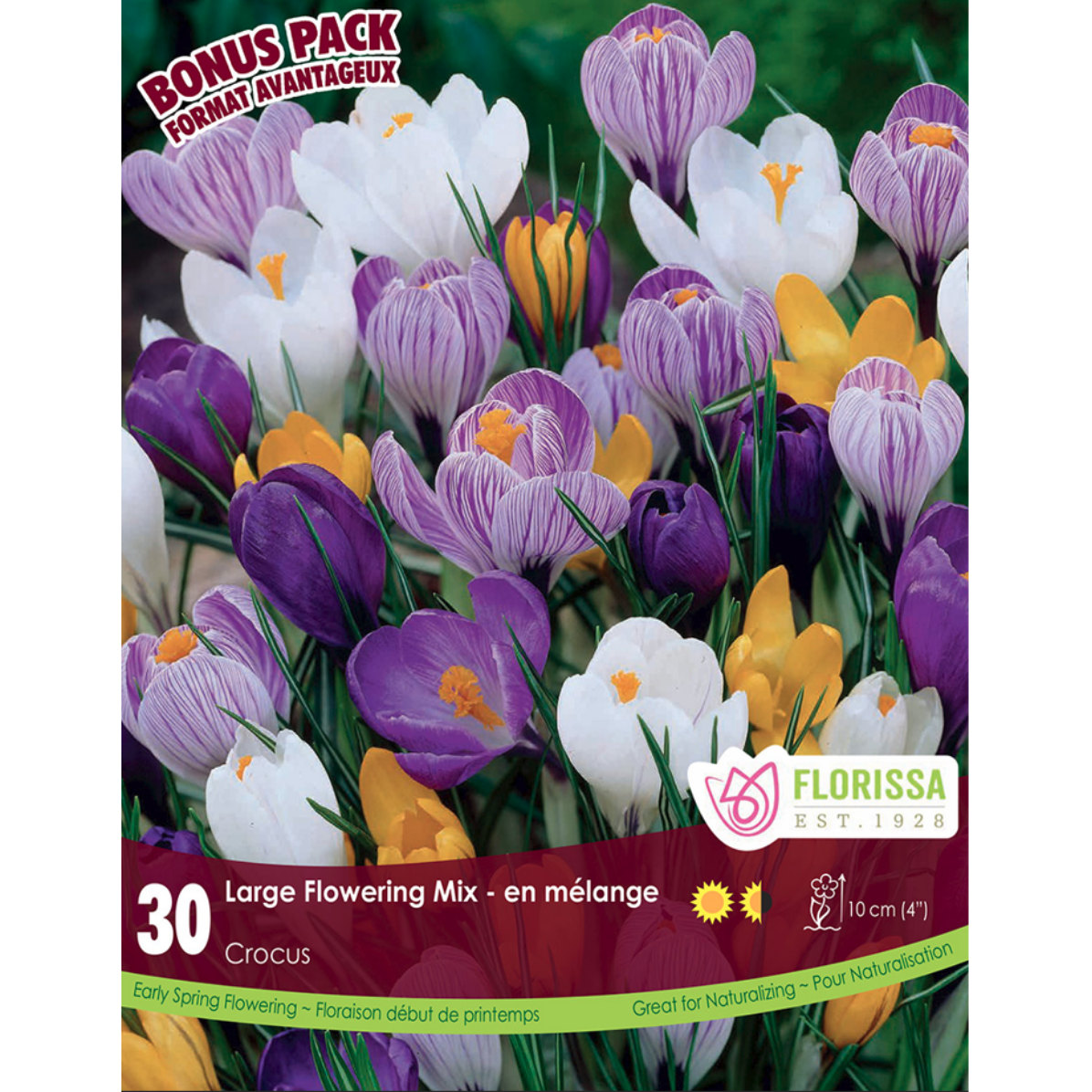 Crocus 'Large Flowering Mix' 30/Pkg.