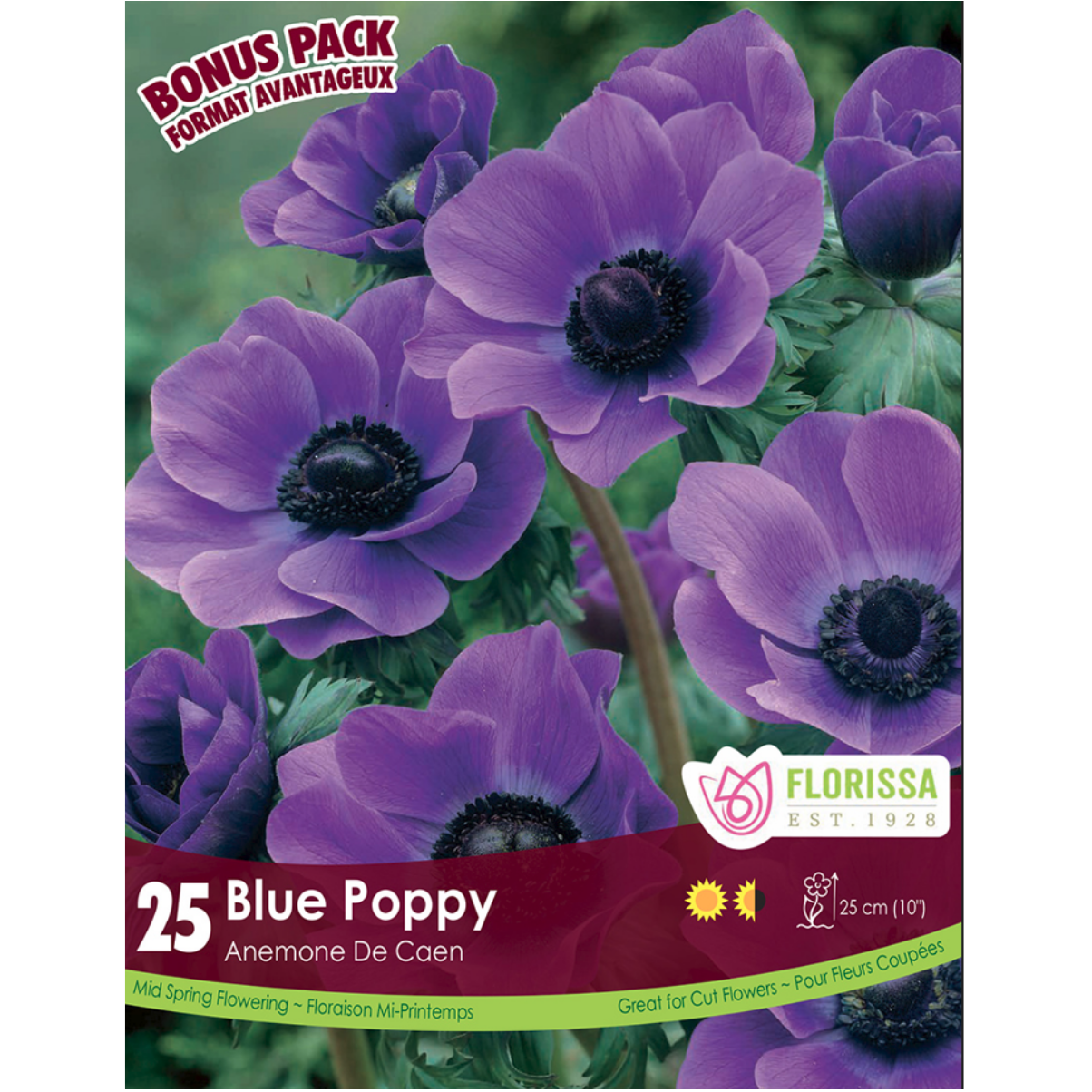 Anemone 'Blue Poppy' de Caen 25/Pkg.