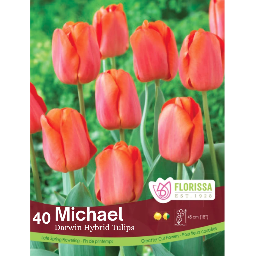 Tulip 'Michael' Darwin Hybrid 40/Bag