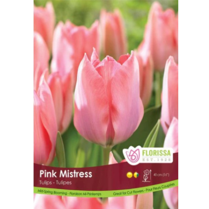 Tulip 'Pink Mistress' 40/Pkg.