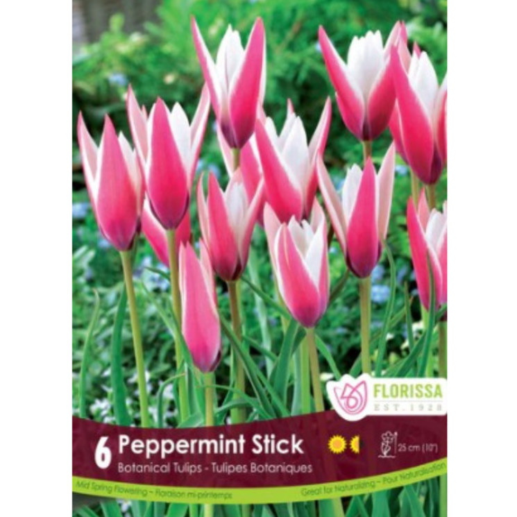 Tulip 'Peppermint Stick' Botanical 6/Pkg.