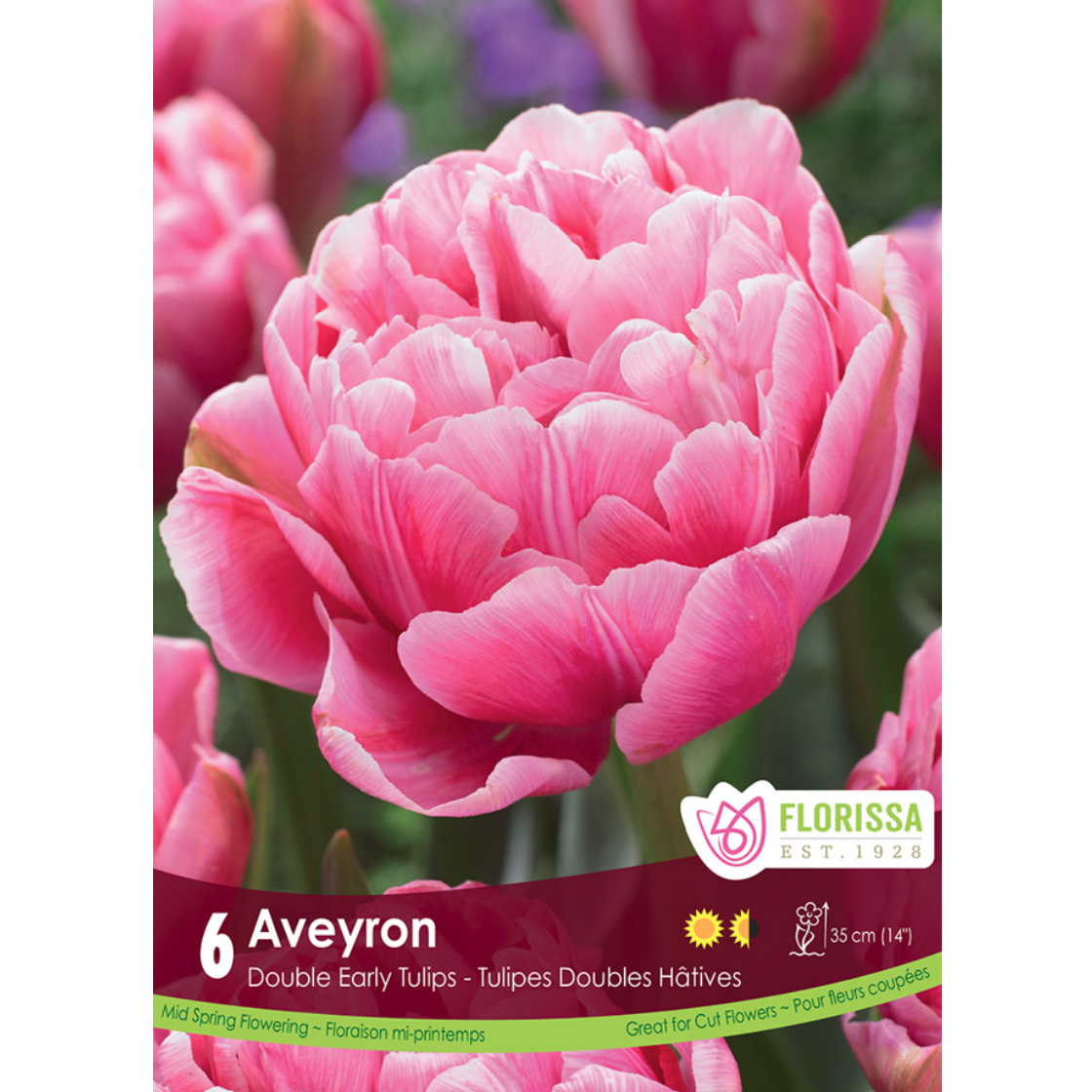 Tulip 'Amazing Grace' 6/Pkg.