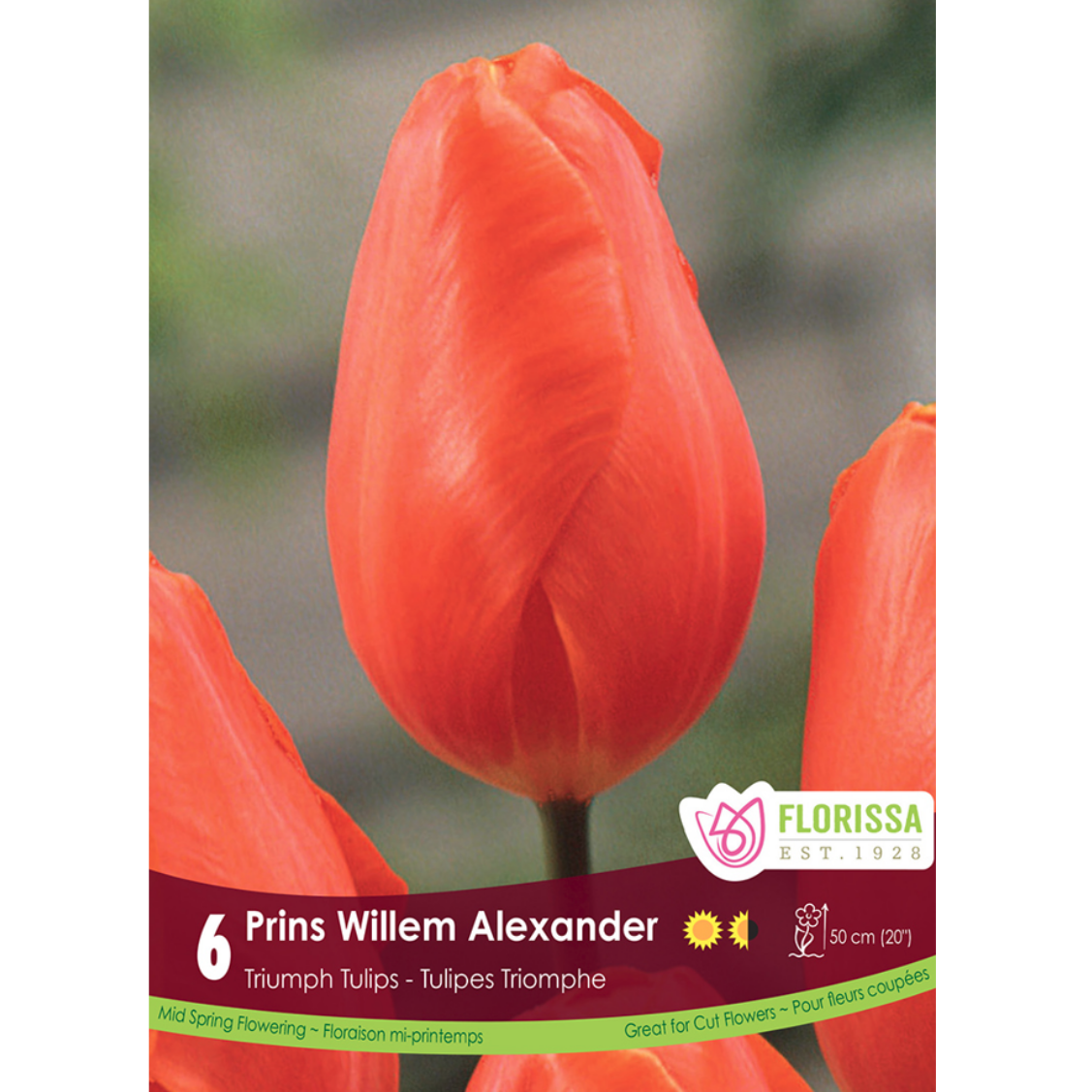 Tulip 'Prins Willem Alexander' Triumph 6/Pkg.