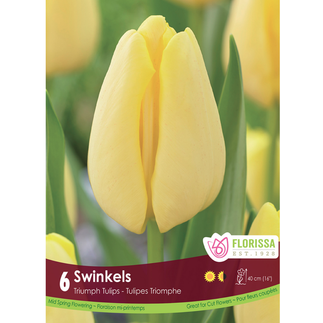 Tulip 'Swinkels' Triumph 6/Pkg.