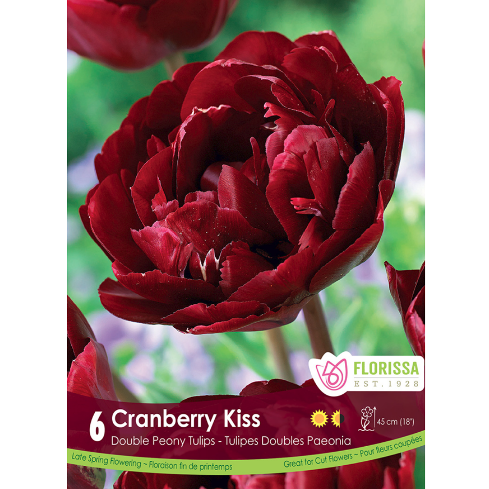 Tulip 'Cranberry Kiss' Double Peony 6/Pkg.