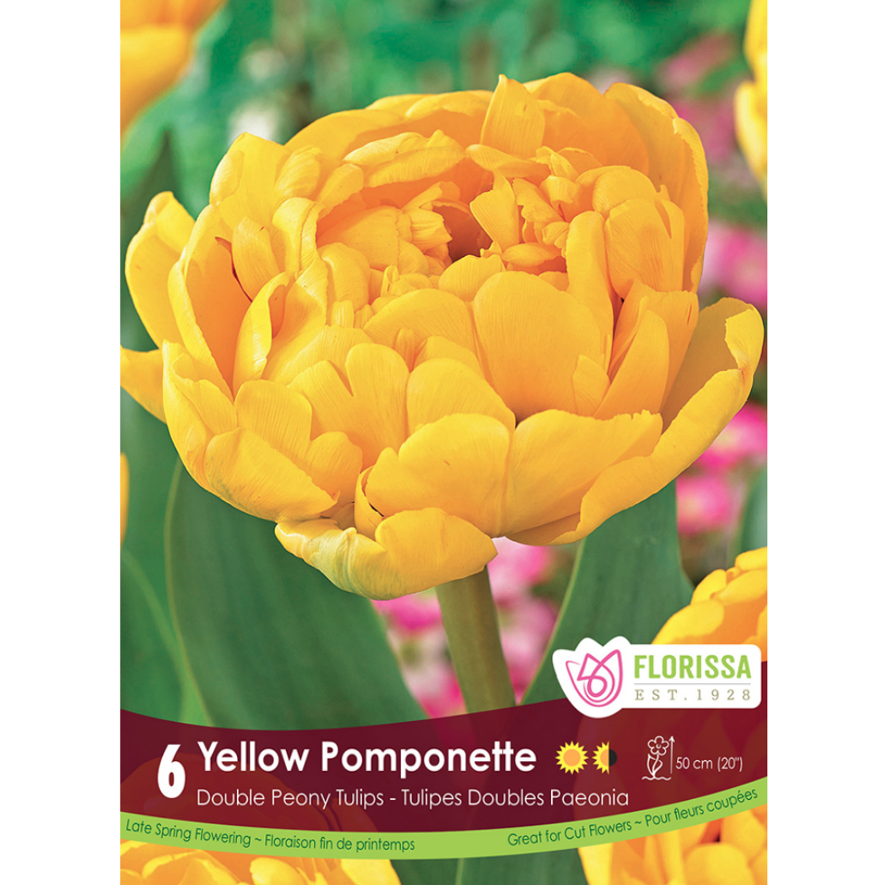 Tulip 'Yellow Pomponette' 6/Pkg.