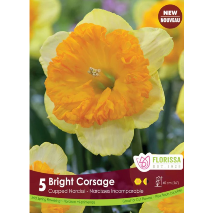 Narcissus 'Bright Corsage' Cupped Narcissi 5/Pkg.
