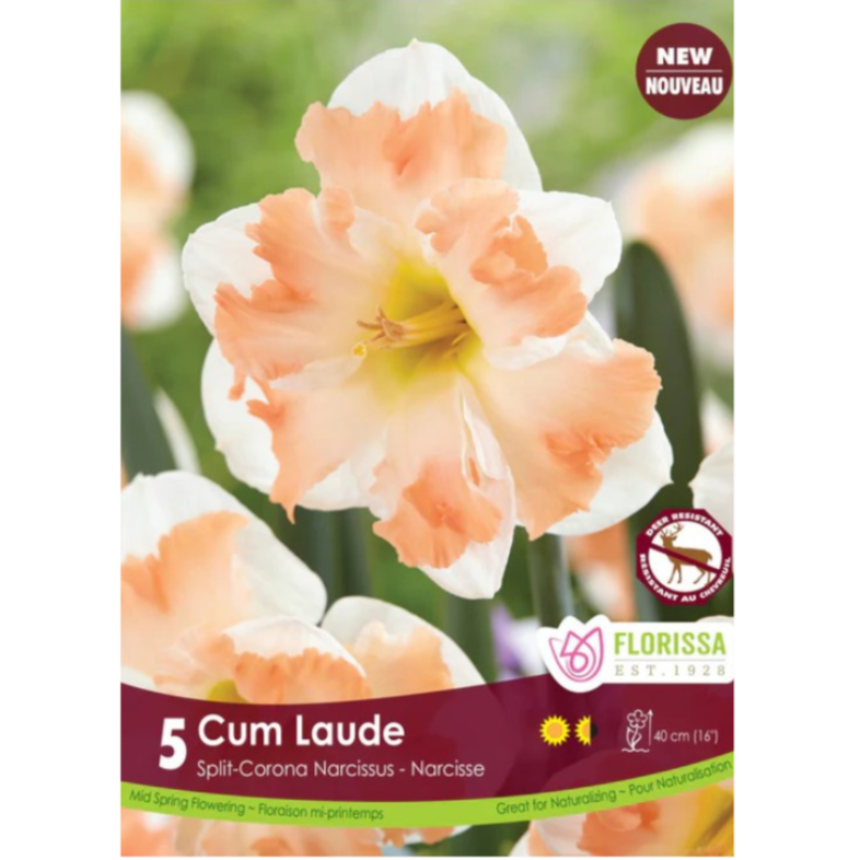 Narcissus 'Cum Laude' Split-Corona 5/Pkg.