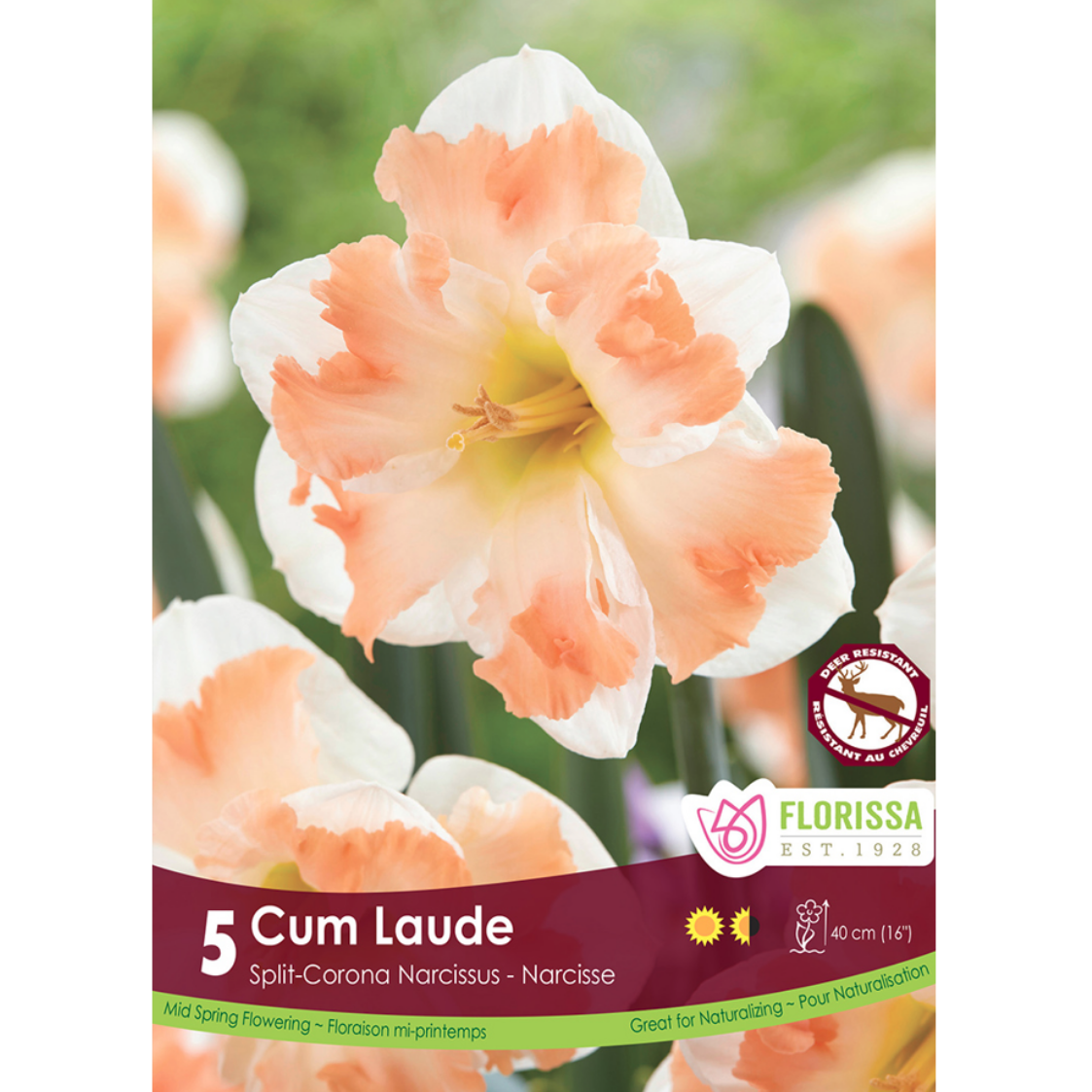 Narcissus 'Cum Laude' 5/Pkg.