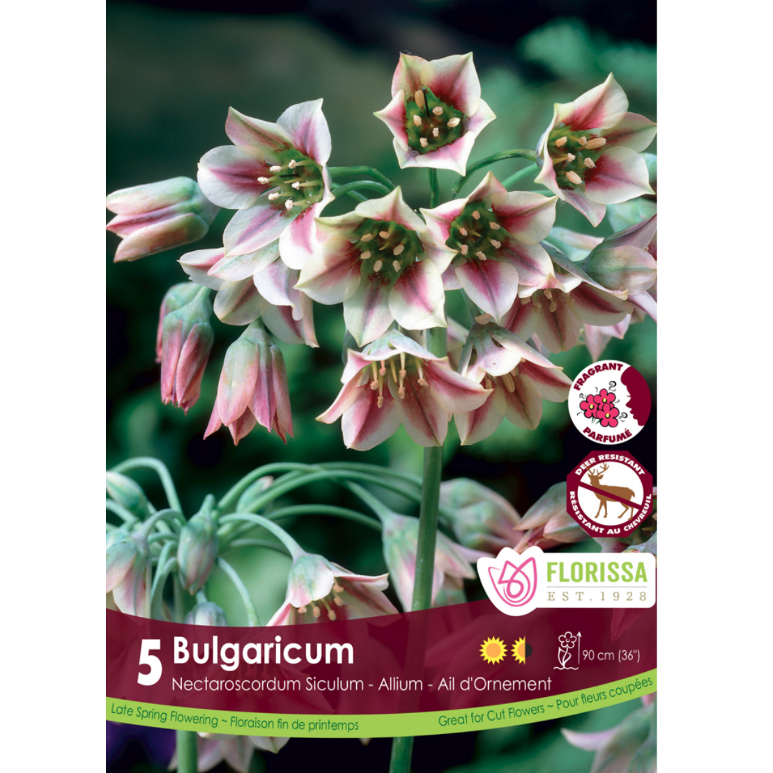 Allium 'Bulgaricum' 5/Pkg.