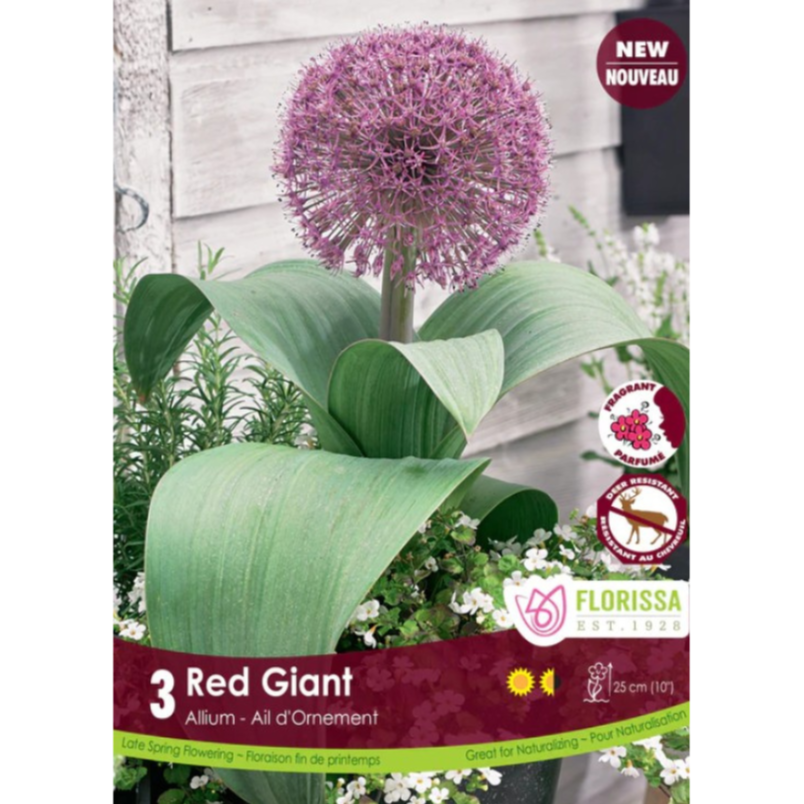 Allium 'Red Giant' 3/Pkg.