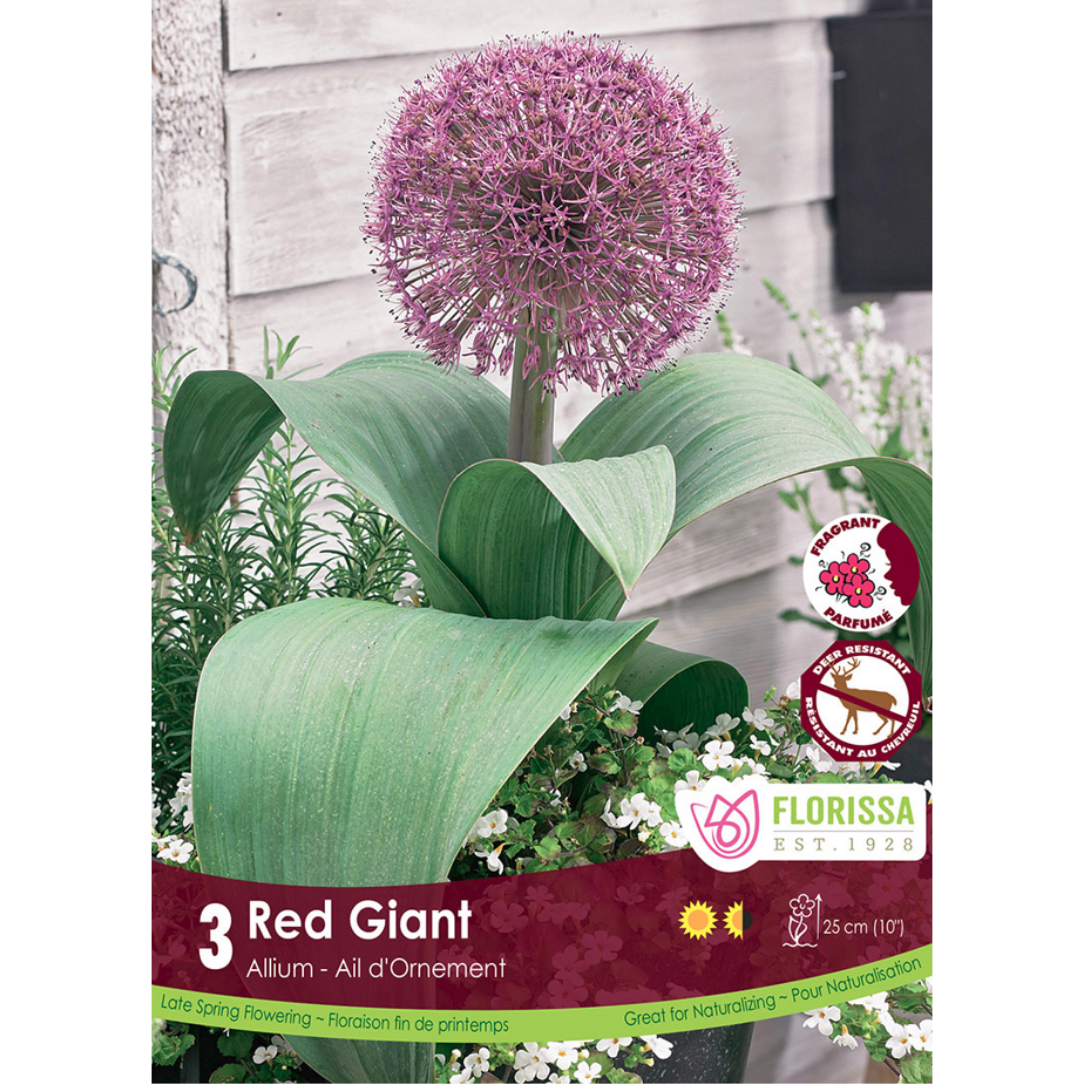 Allium 'Red Giant' 3/Pkg.
