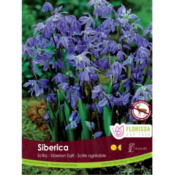 Scilla 'Siberica' Siberian Sqill 40/Pkg.