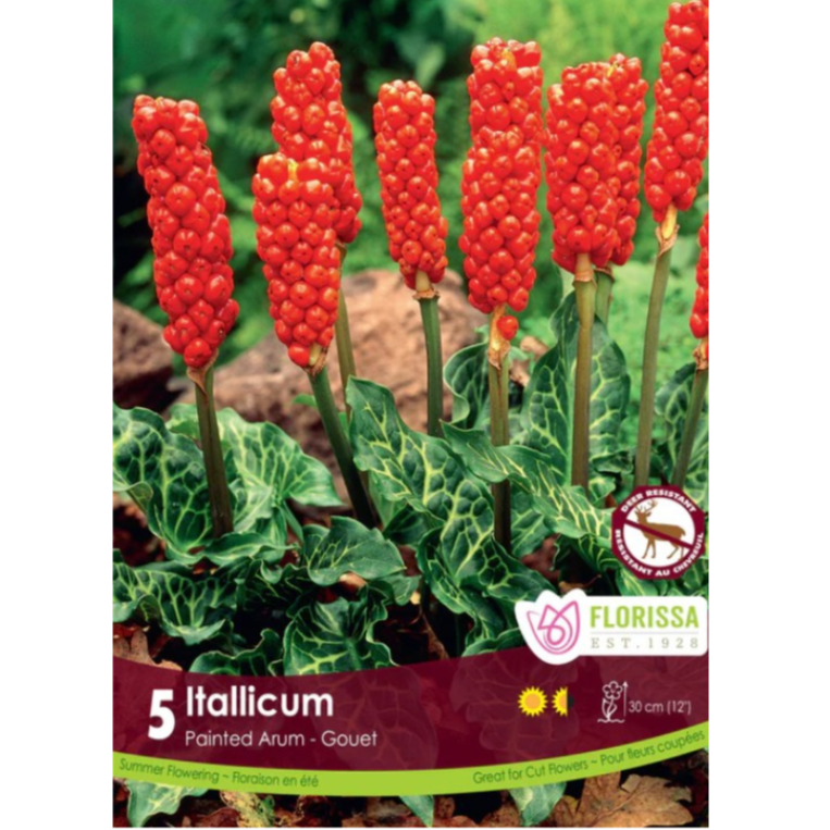 Arum 'Itallicum' Painted 5/Pkg.