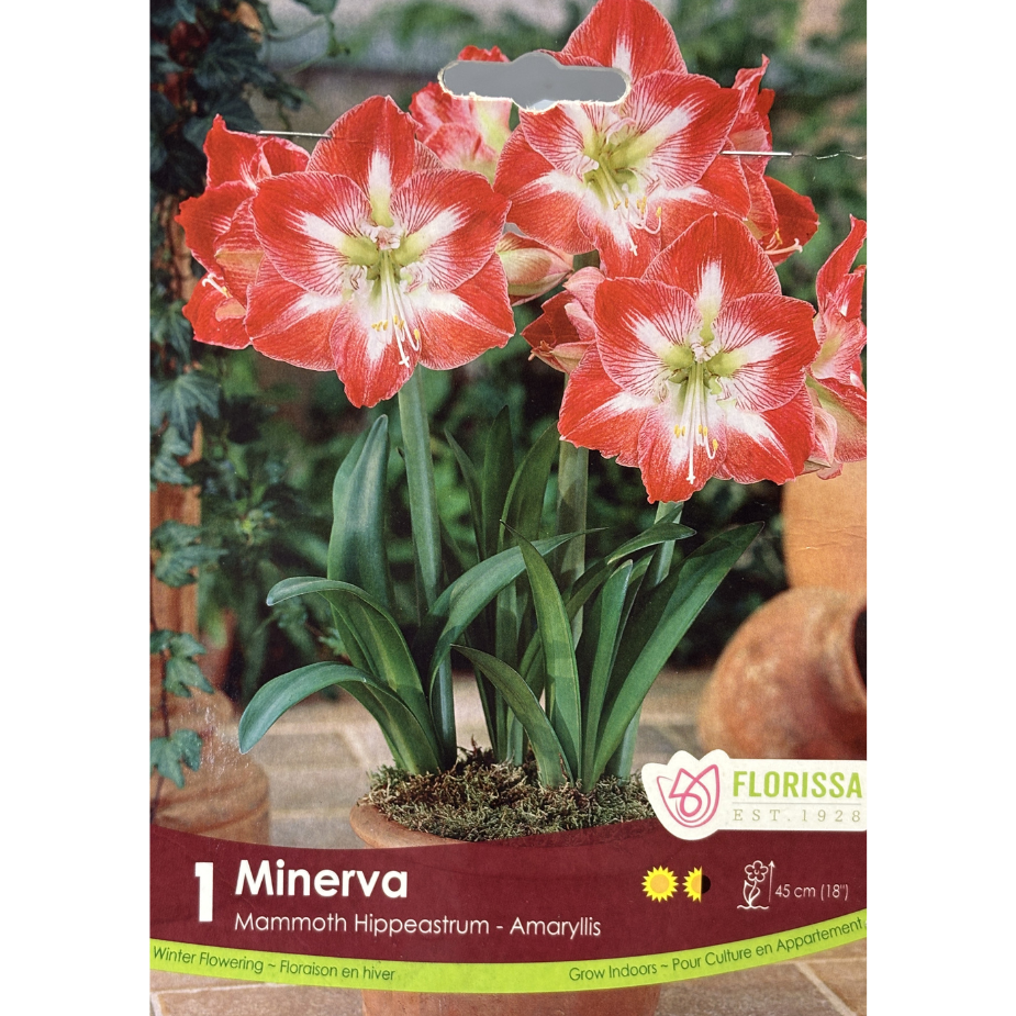 Amaryllis 'Minerva' 1/Pkg.