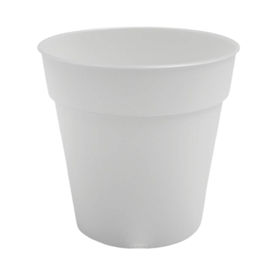 Madagascar Orchid Clear Pot