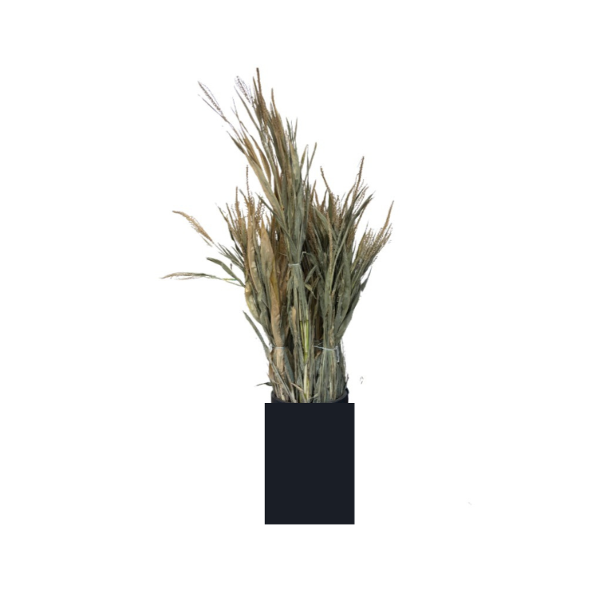 Corn Stalks Bundle